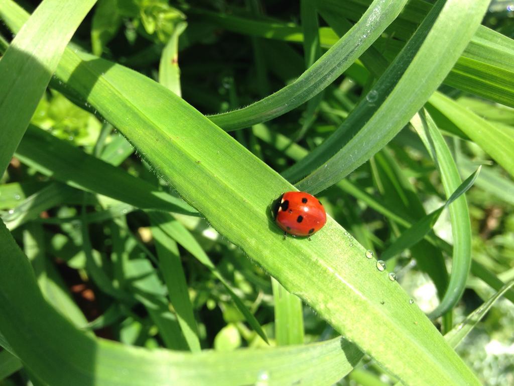 Fattoria Lucciano Villa Borghetto  ภายนอก รูปภาพ