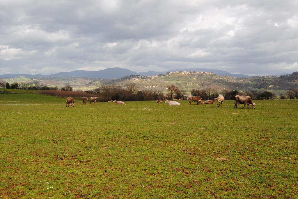 Fattoria Lucciano Villa Borghetto  ภายนอก รูปภาพ