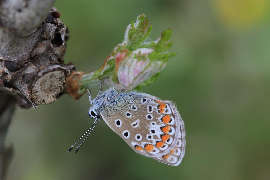 Fattoria Lucciano Villa Borghetto  ภายนอก รูปภาพ